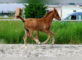 Hanoverian, Mare, Foal (04/2025), Chestnut-Red
