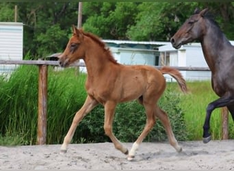 Hanoverian, Mare, Foal (04/2025), Chestnut-Red Hanoverian, Mare, Foal (04/2025), Chestnut-Red
