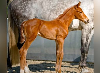 Hanoverian, Mare, , Chestnut-Red