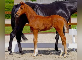 Hanoverian, Mare, , Chestnut-Red