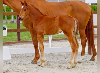 Hanoverian, Mare, , Chestnut-Red
