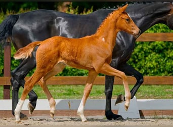 Hanoverian, Mare, , Chestnut-Red