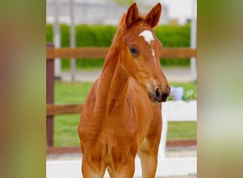 Hanoverian, Mare, , Chestnut-Red