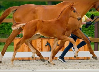 Hanoverian, Mare, , Chestnut-Red