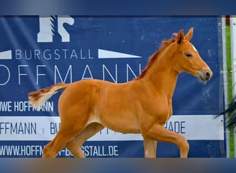 Hanoverian, Mare, , Chestnut-Red