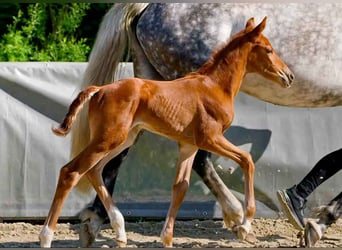 Hanoverian, Mare, , Chestnut-Red