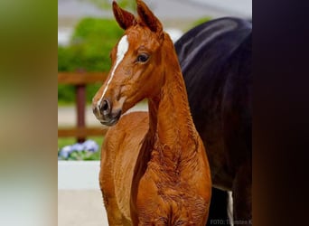 Hanoverian, Mare, , Chestnut-Red