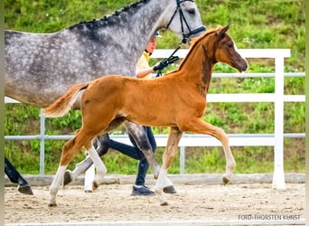 Hanoverian, Mare, Foal (06/2026), Chestnut-Red