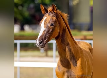 Hanoverian, Mare, Foal (06/2026), Chestnut-Red