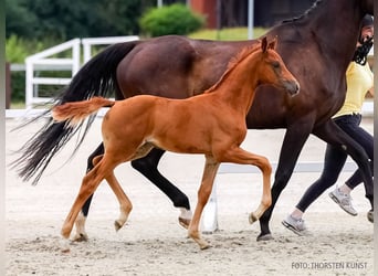 Hanoverian, Mare, Foal (06/2026), Chestnut-Red