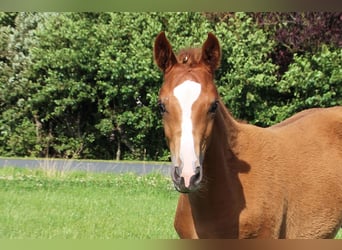 Hanoverian, Mare, Foal (04/2024), Chestnut-Red