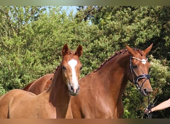 Hanoverian, Mare, Foal (04/2024), Chestnut-Red