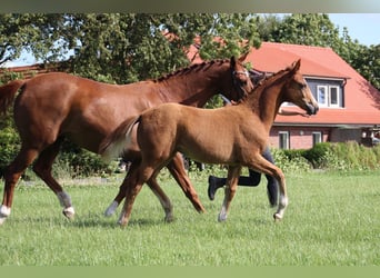 Hanoverian, Mare, Foal (04/2024), Chestnut-Red