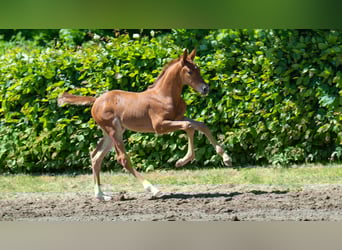 Hanoverian, Mare, , Chestnut-Red