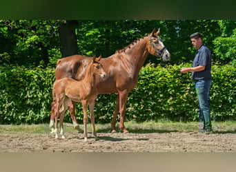 Hanoverian, Mare, , Chestnut-Red