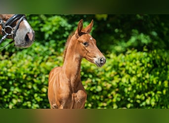 Hanoverian, Mare, , Chestnut-Red