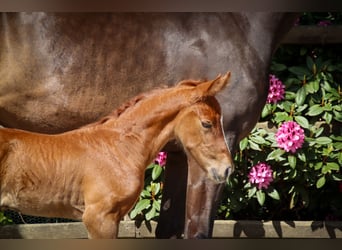 Hanoverian, Mare, Foal (05/2026), Chestnut-Red