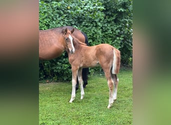 Hanoverian, Mare, , Chestnut-Red