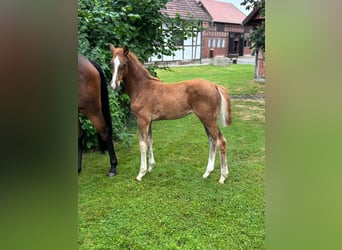 Hanoverian, Mare, , Chestnut-Red
