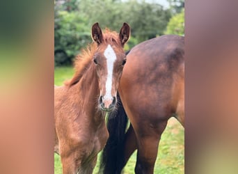Hanoverian, Mare, , Chestnut-Red