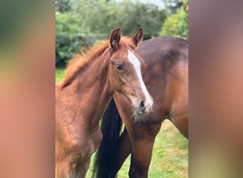 Hanoverian, Mare, , Chestnut-Red