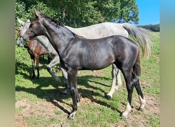 Hanoverian, Mare, Foal (05/2023), Gray-Dark-Tan