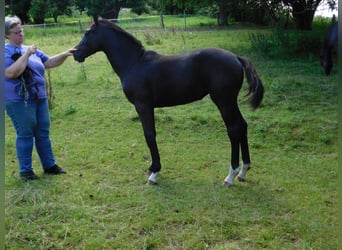 Hanoverian, Mare, Foal (02/2024), Gray-Dark-Tan