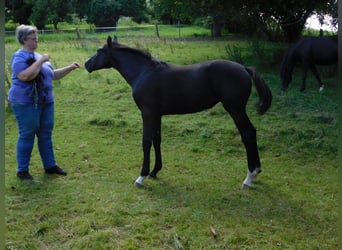 Hanoverian, Mare, Foal (02/2024), Gray-Dark-Tan