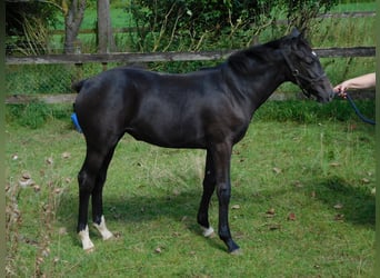 Hanoverian, Mare, Foal (02/2024), Gray-Dark-Tan