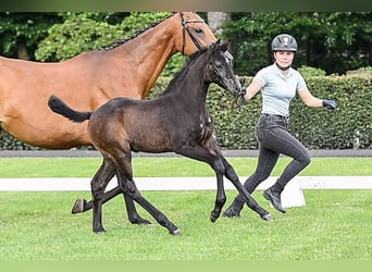 Hanoverian, Mare, , Gray