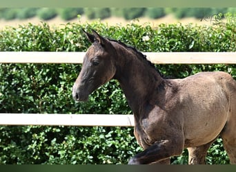Hanoverian, Mare, Foal (04/2025), Grey-Dark-Tan