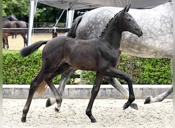 Hanoverian, Mare, Foal (03/2025), Grey