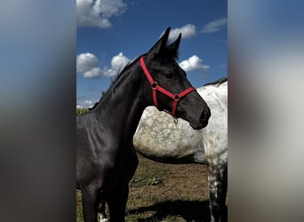 Hanoverian, Mare, Foal (04/2026), Grey