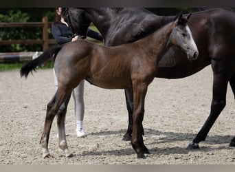 Hanoverian, Mare, Foal (04/2025), Grey