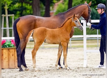 Hanoverian, Mare, Foal (06/2026), Grey