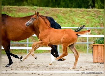 Hanoverian, Mare, Foal (06/2026), Grey
