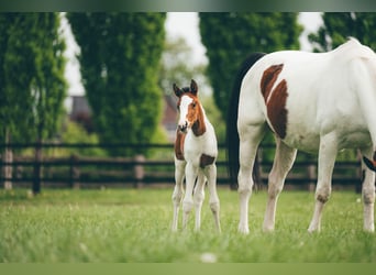 Hanoverian, Mare, , Pinto