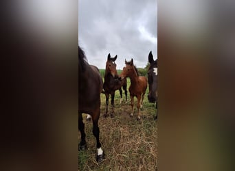 Hanoverian, Mare, Foal (04/2025)