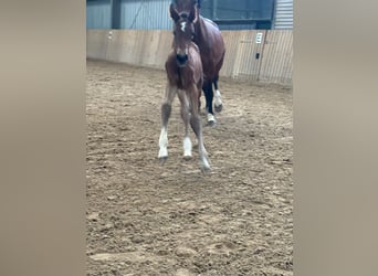 Hanoverian, Mare, 