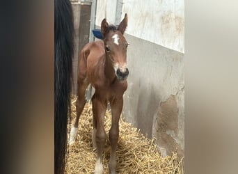 Hanoverian, Mare, 