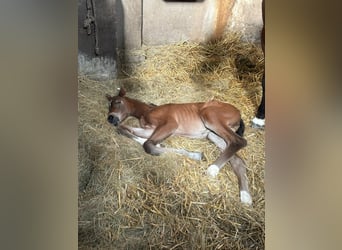 Hanoverian, Mare, 