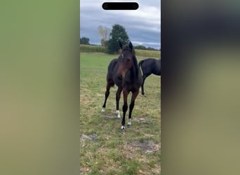 Hanoverian, Mare, Foal (01/2025)