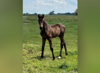 Hanoverian, Mare, Foal (06/2024), Smoky-Black