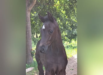Hanoverian, Mare, Foal (06/2023), Smoky-Black