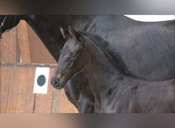 Hanoverian, Mare, Foal (05/2026), Smoky-Black