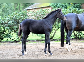 Hanoverian, Mare, Foal (05/2025), Smoky-Black