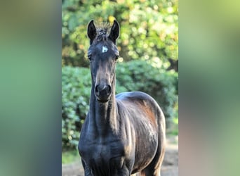 Hanoverian, Mare, Foal (05/2025), Smoky-Black