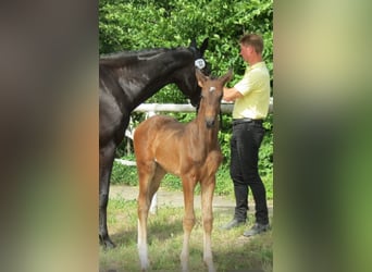 Hanoverian, Mare, Foal (04/2025), Smoky-Black Hanoverian, Mare, Foal (04/2025), Smoky-Black