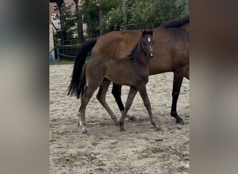 Hanoverian, Mare, Foal (05/2026), Smoky-Black