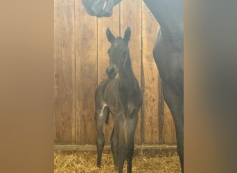 Hanoverian, Mare, , Smoky-Black